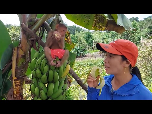 Baby Monkey Na And Her Mom Eat Ripe Bananas From The Tree