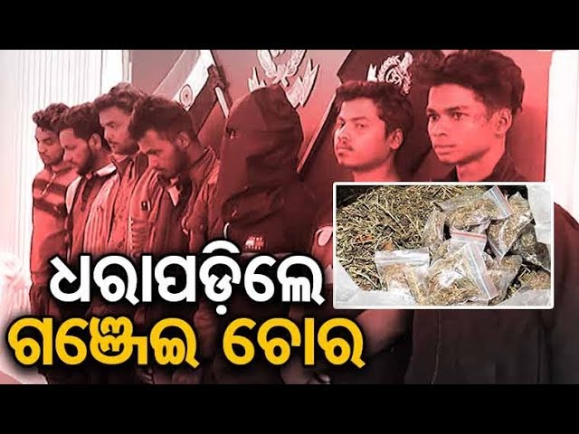 Phulbani Police arrests 7 persons including minor for stealing marijuana