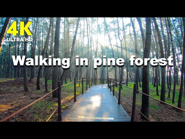 4K Amazing Nature Scenery | A walk in the pine forest in the morning