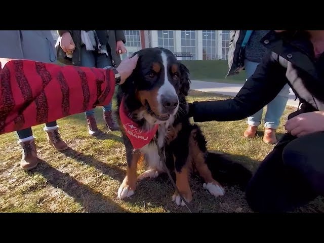 Rosie the therapy dog (360 video)