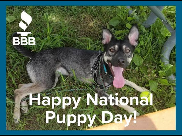 BBB | National Puppy Day