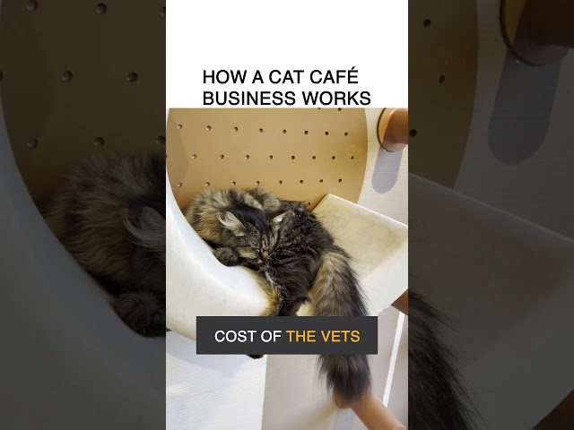 How a Cat Café business works