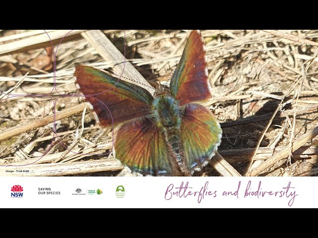 Butterflies and Biodiversity - facilitating the recovery of threatened butterflies