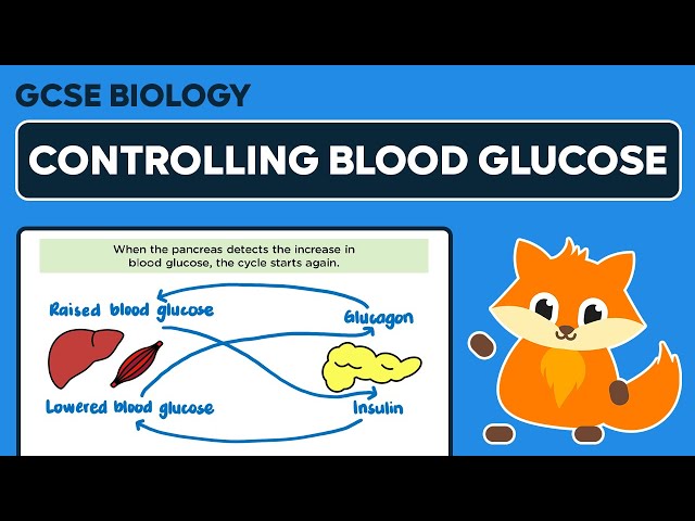 Controlling Blood Glucose Levels - GCSE Biology