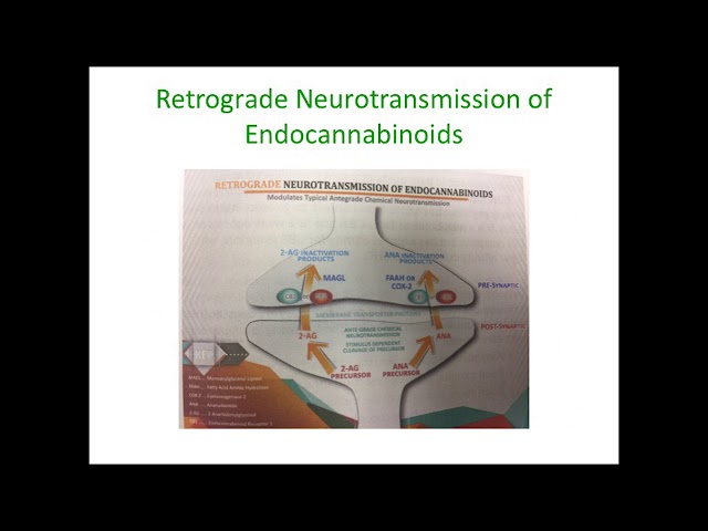 2017: Medical Marijuana and the Endocannabinoid System