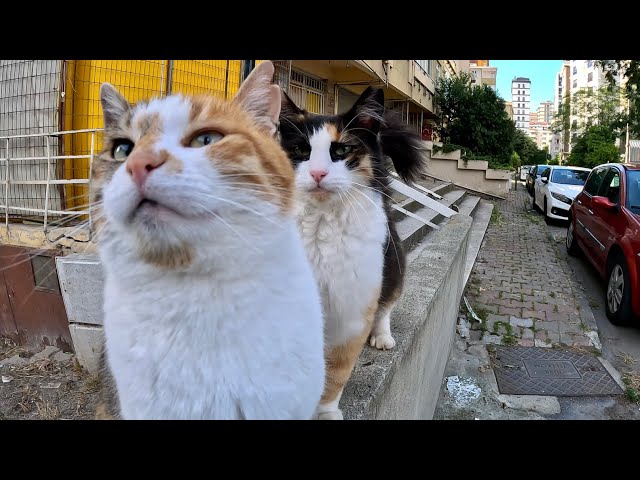 Facing the Stray Calico Cat Gang