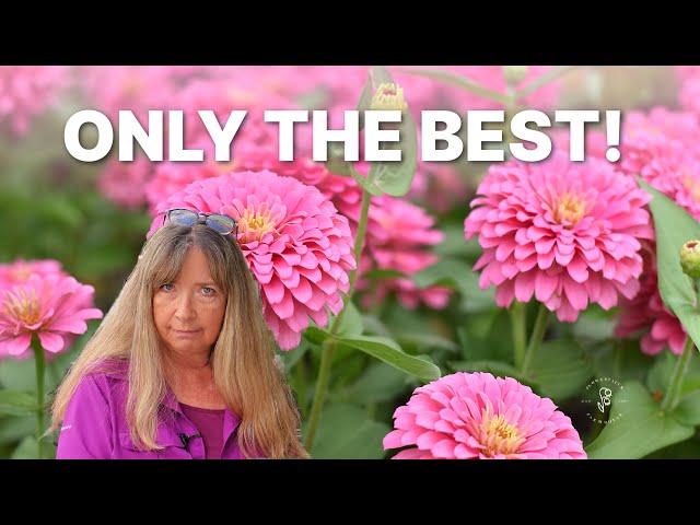 10 Easy Tips for Growing Zinnias in Your Garden - Beginner Friendly!