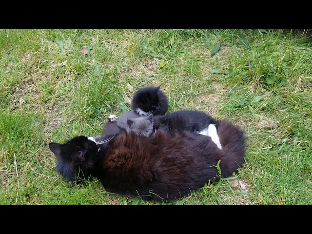 4 Kittens feed on mother cat