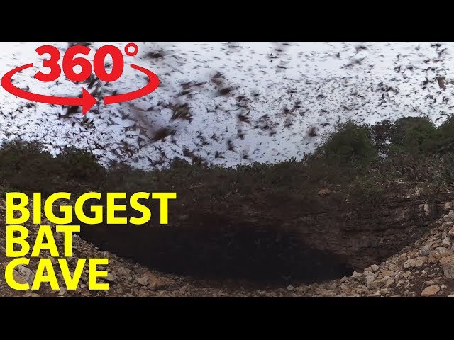 World’s largest bat colony, 15-20 million strong, emerges from Texas cave in 360