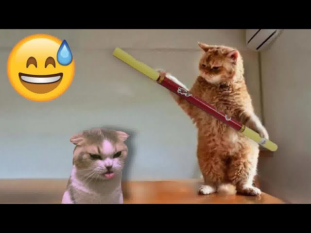 When you own a CAT with an IQ 200 🤣 Funny Animal Videos 2024 😂