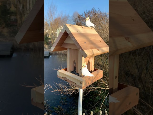 Feed the Birds…Build Your Own Bird Feeder – Easy & Sustainable!