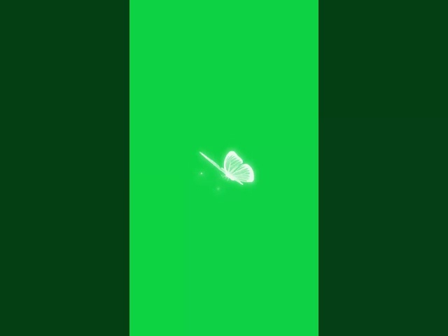 White butter fly green screen animation free to use