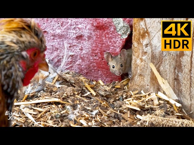 Cat TV for Cat to Watch 🐭 Mice and Chickens 😺 8 Hours(4K HDR)