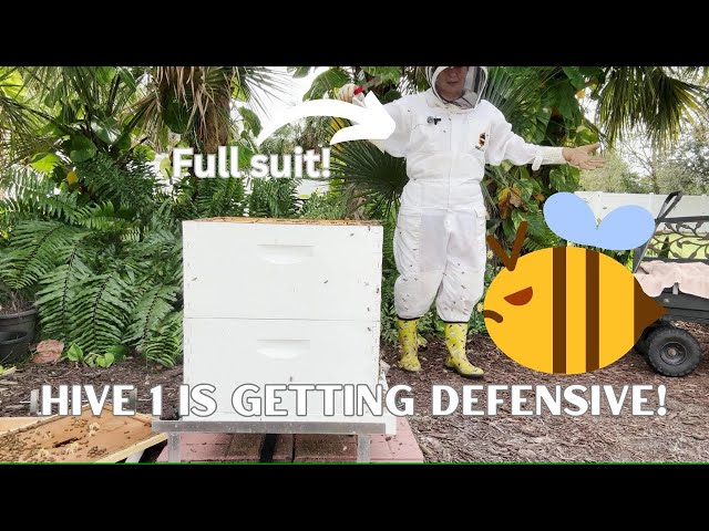 Hive 1 is Getting Defensive!