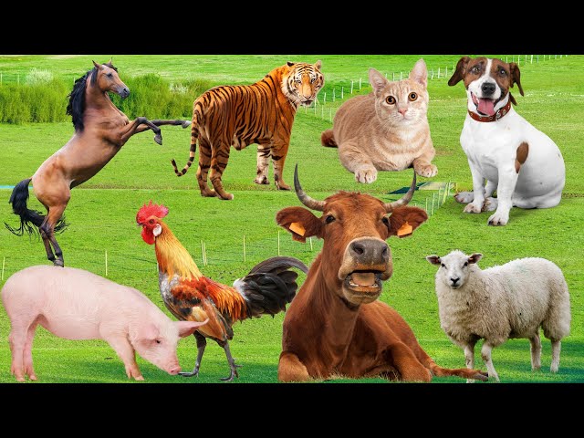 Funny Farm Animal Moments: Cow, Sheep, Horse, Chicken, Rabbit, Goat, Buffalo, Dog - Animal Sounds