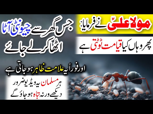 What Happens When Ants Take Flour From Your House? | Chiunti Aata le Jaye to kia Hota hai | Mola Ali