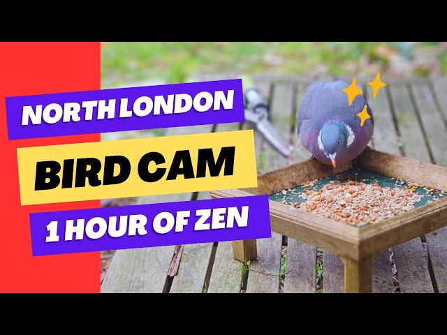 1 Hour of UK Garden Birds in 4K | Relaxing Bird Feeder Cam & Wildlife