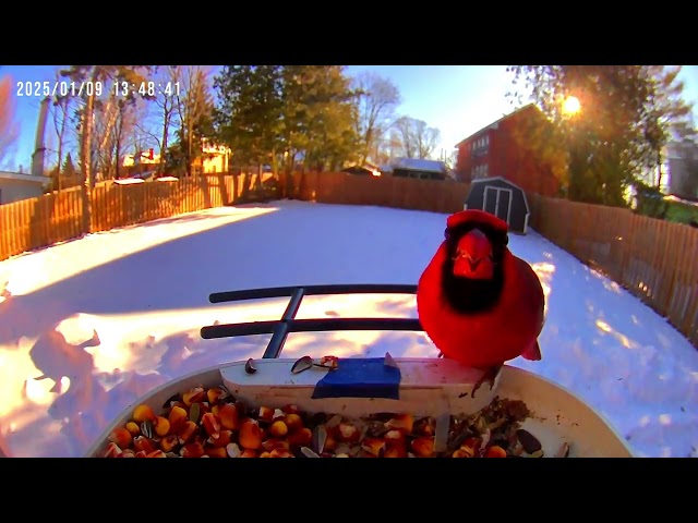 Winter Wonders Red Cardinal and Nuthatch at Ontario Feeder