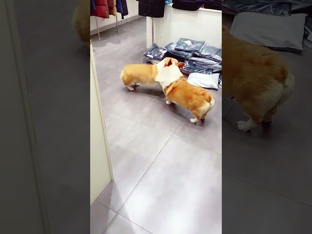 Adorable Corgis Playing Together: Watch Their Playful Antics! #shorts #dog