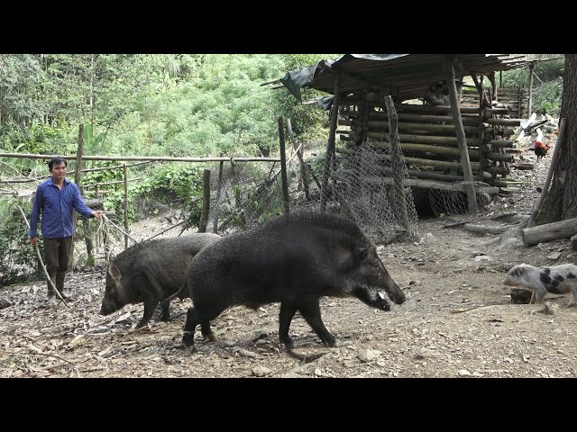 The return of the boar. Robert | Green forest life