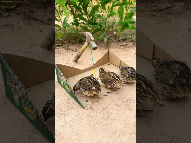 Create Amazing Trap Technique = Bird Trap #Creative Quail trap #shorts