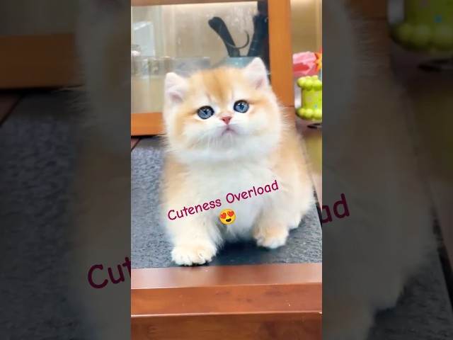 This Cat’s Playful Antics Are Too Cute! 🥰 #Shorts