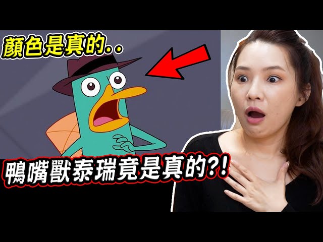 鴨嘴獸泰瑞的顏色竟是真的？！鴨嘴獸在現實中原來是藍綠色？！Perry the Platypus is Real【希露弟弟啃雞腿】