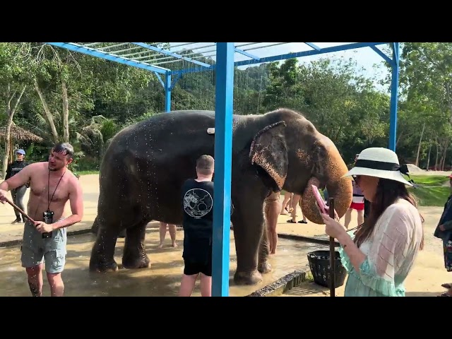 Went on tour of the Green Elephant Sanctuary in Phuket today #elephantsanctuary #backpackerlife