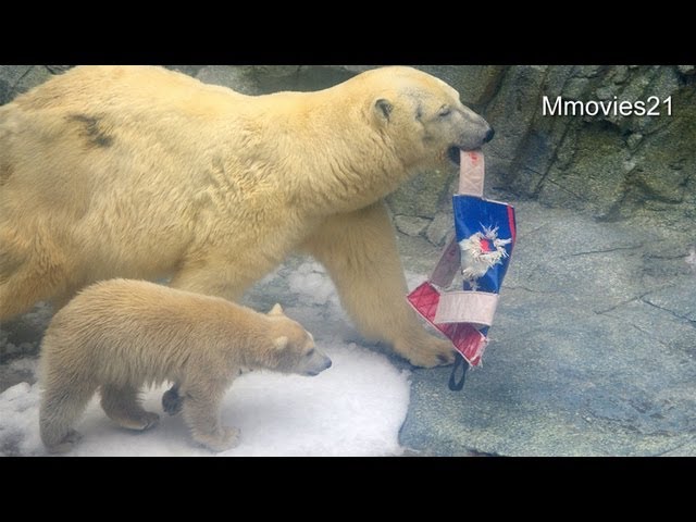 ホッキョクグマ親子　クルミとミルク　朝ごはんのトマトを食べる