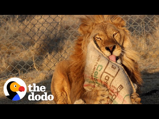 Watch This Shut-Down Lion Taste Freedom For The First Time | The Dodo