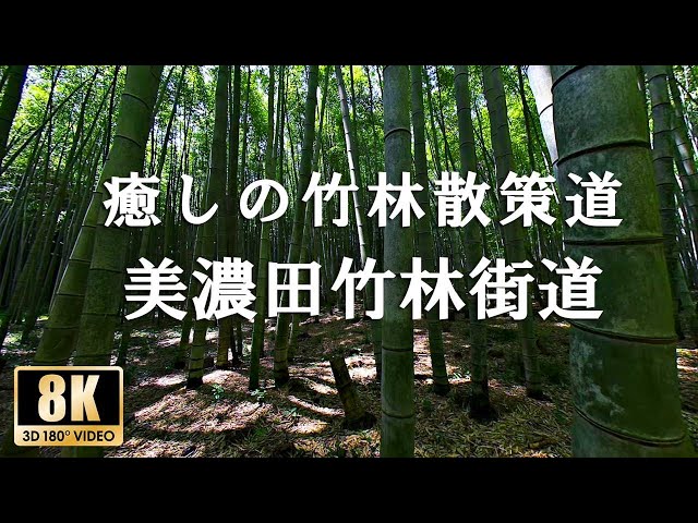 【三重竹林 ヒーリングスポット】都心で楽しむ小旅行「美濃田竹林街道」