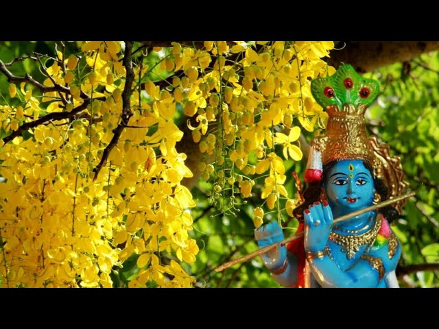 New Vishu Whatsapp status 2024|Malayalam watsapp Status|Happy Vishu.