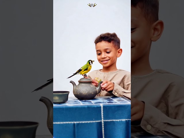 Goldfinch with children الولاعة هواية تربية الطيور #birds #birdwatching #goldfinches