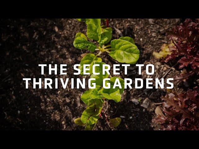 Enhance Your Garden's Success