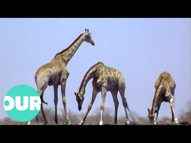 Fascinating Video Of Beautiful Giraffe Herd | Our World