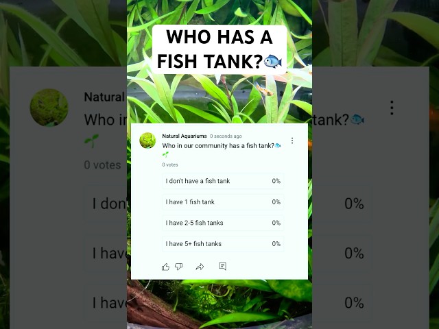 Who has fish tank?