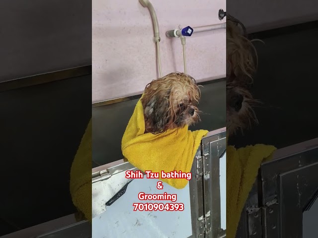 Shih Tzu Grooming & bathing UDAY PET GROOMING CENTRE IN TIRUPATTUR 7010904393#shihtzugrooming