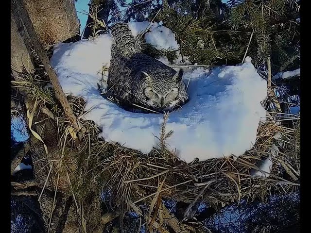 Ellis Nature Center Owl Camera 2025