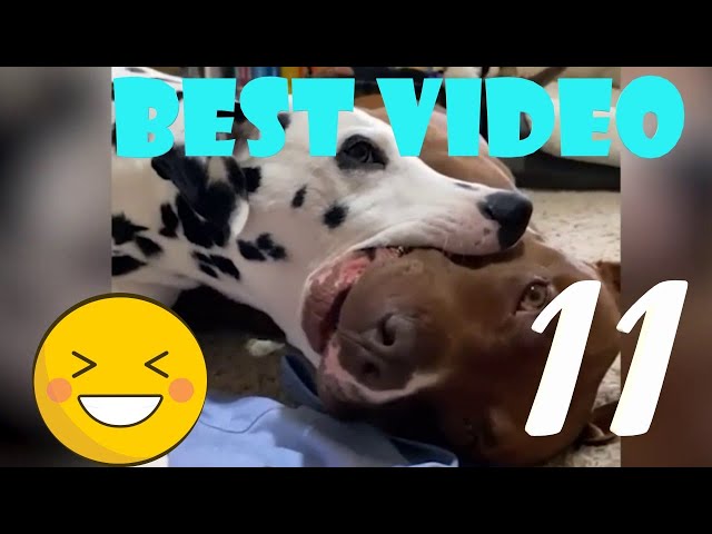 Funny animals - funny cats and dogs. Funny videos about animals. Part 11.