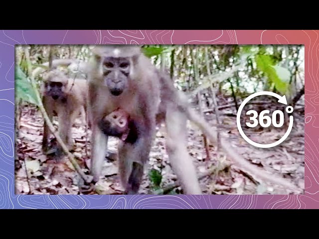 Enveloped by Agile Mangabeys in 360 5K | More Than "12 Monkeys"