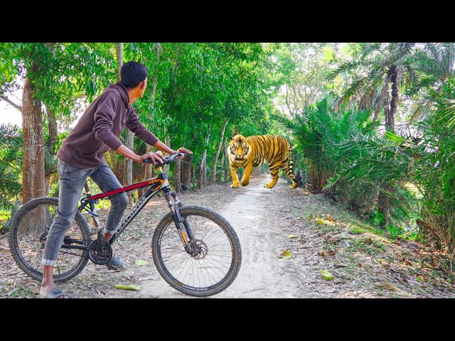 Tiger Attack On Cycling Boy In Forest Road | Tiger Attack In Real Life | Tiger Attack Story Part 42