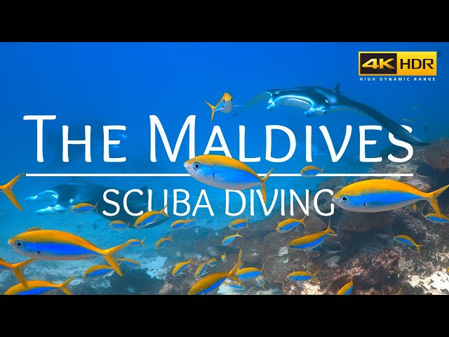 Scuba Dive into the Underwater Beauty of The Maldives in 4K HDR Indian Oceans Finest Dive Sites ASMR