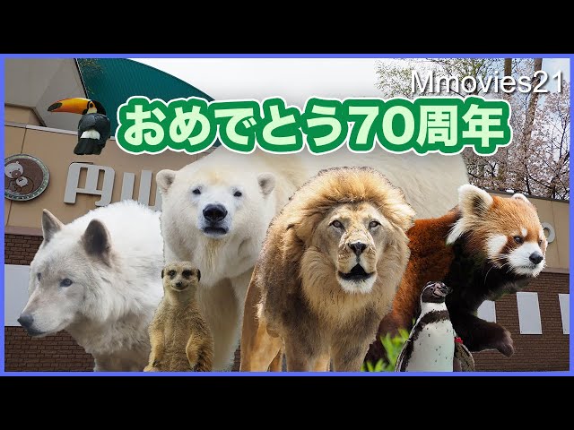 70th Anniversary Animals Video in Maruyama zoo,Japan