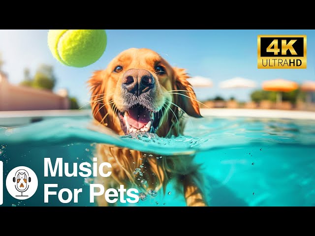 [4K] DOG TV: Video Entertain Keep Your Dog Happy When Home Alone - Deep Anti Anxiety Music for Dog