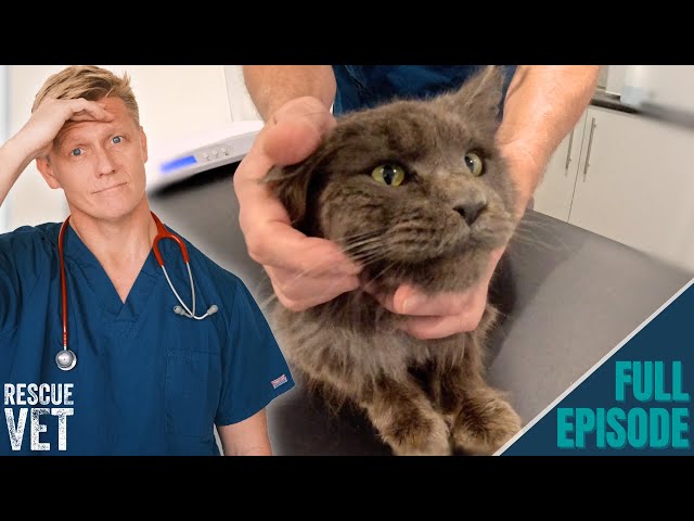 Stinkiest rescue cat found abandoned in the streets | Rescue Vet with Dr Scott Miller