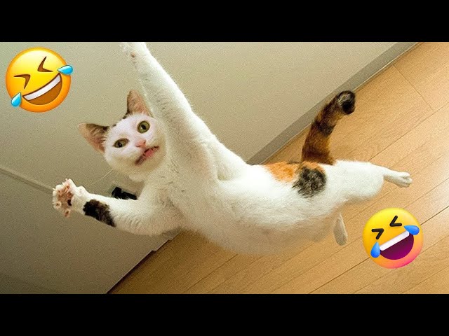 Best Funny Cat Videos Compilation 2024 | Hilarious Viral Moments 😂🤣