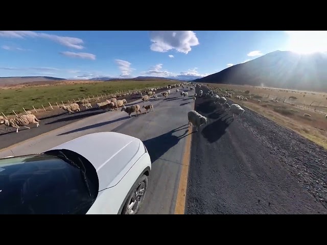 Patagonian Traffic Jam: Endless Sea of Sheep Blocks Road from Torres del Paine 🐑 | Chile