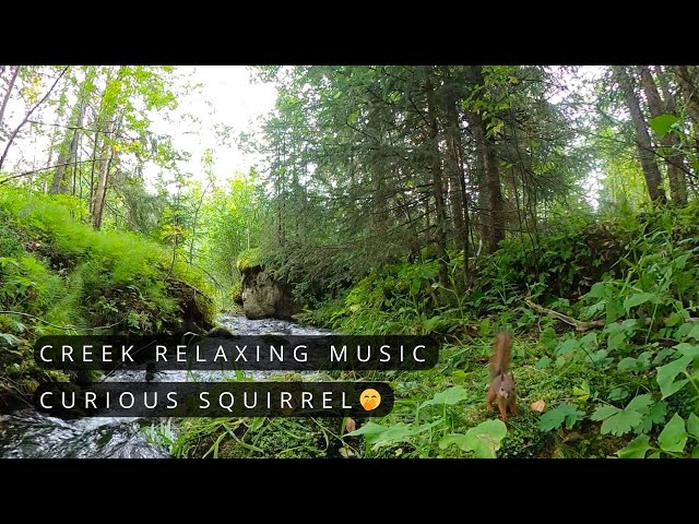 What Does the Squirrel See? 🐿️ | Peaceful Creek & Soothing Melodies