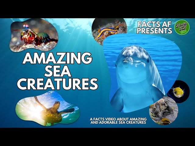 👀Amazing Sea Creatures: A Fact Video about Amazing and Adorable Sea Creatures🐬🦑🦐 #amazingfacts