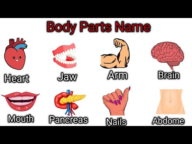 Body parts name Vocabulary | 🔥 English Word with pictures daily use words